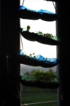 Předpěstovávání zeleniny za oknem (1.5.2013)