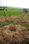 Čerstvě založený živý plot a větrolam (Kozlenec, 2.10.2012)