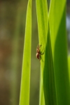 Pavouk na angínovníku  (V Klínarce, Třešť)