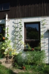 Využití fasády domu pro popínavé rostliny (dýně, ačokča, fazole a klanopraška čínská) s podrostem divokých rajčat v truhlíku (V Klínarce, Třešť)