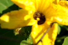 Květ dýně poskytuje bohatý zdroj nektaru a pylu (V Klínarce, Třešť)